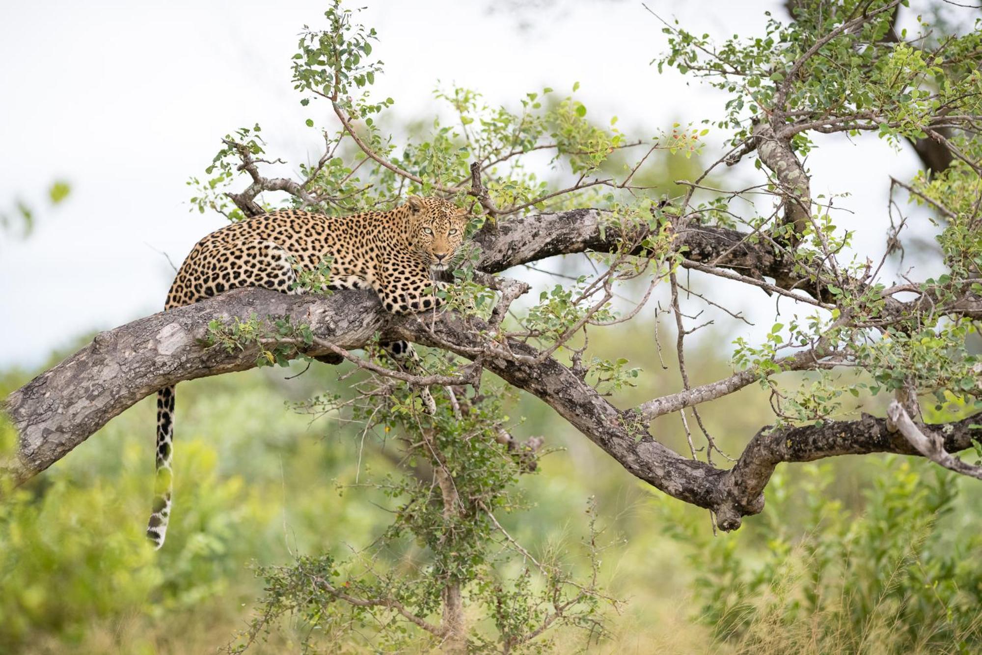 Serondella Safari Lodge محمية ثورنيبوش للطيور البرية المظهر الخارجي الصورة