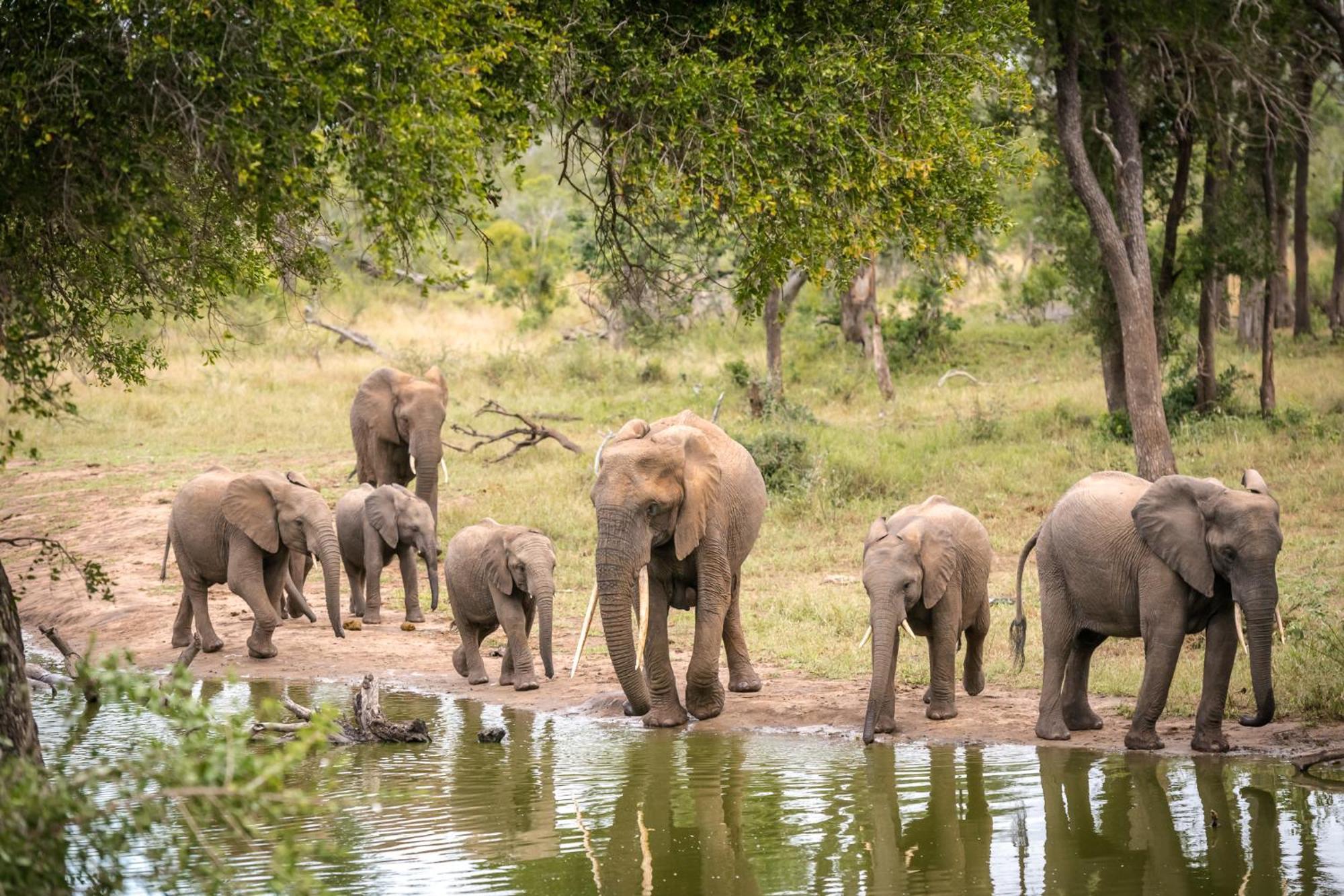 Serondella Safari Lodge محمية ثورنيبوش للطيور البرية المظهر الخارجي الصورة